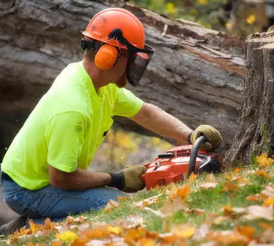 tree services Saugatuck